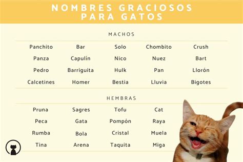 20 nombres cortos y originales para gatos y gatitas | Mascotario