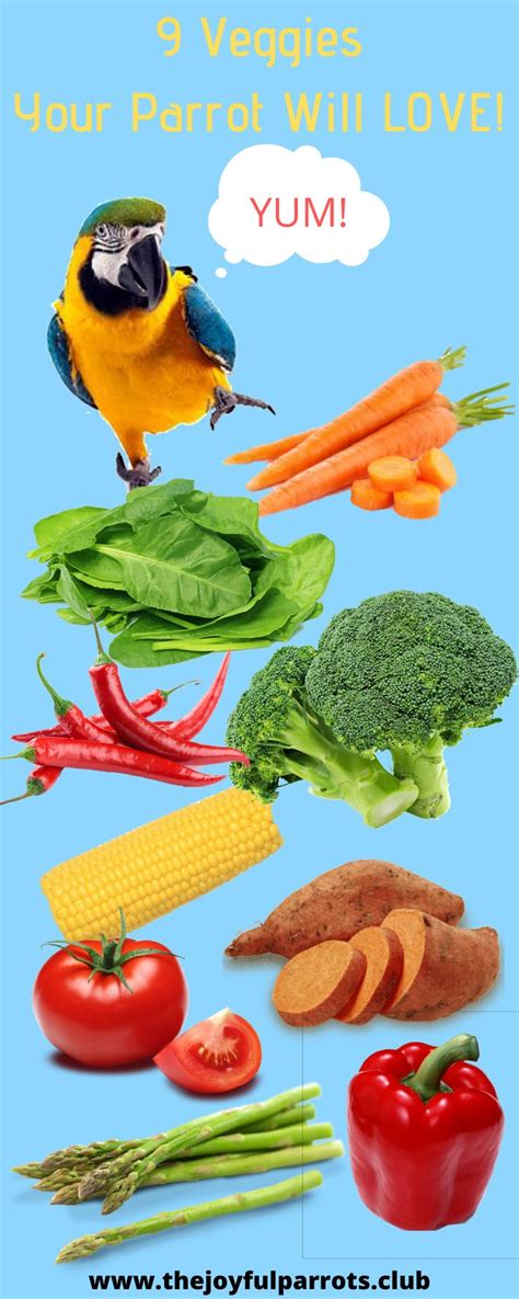 9 Veggies Your Parrot Will LOVE! | Parrot food recipe, Parrot diet, Parrot