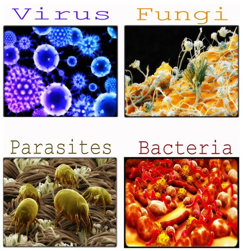 The 411 on Germs: Germs are disease-causing microorganisms that cause ...