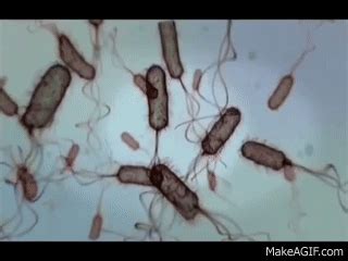 E. coli la bacteria asesina. on Make a GIF