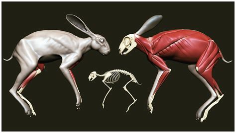 alessandro bandinelli - Anatomy hare