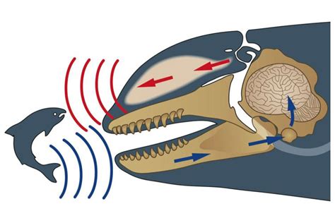 Sound Strategy: Hunting with the Southern Residents, Part 2 | NOAA Fisheries