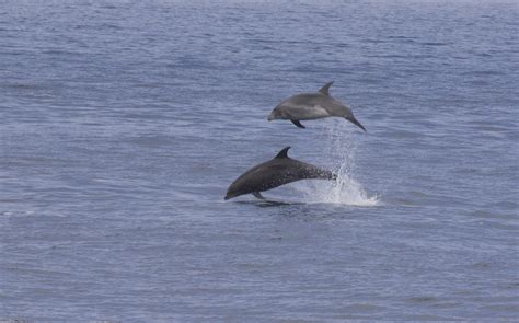 Sea Wonder: Bottlenose Dolphin | National Marine Sanctuary Foundation