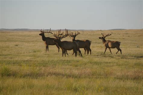 Cervid Harvesting Preserves: Very Distasteful Jam - Alberta Wilderness ...