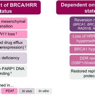 Mechanisms of resistance to PARPi. * also identified in patients with ...