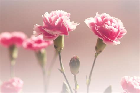 Pink Carnation Wallpapers - Wallpaper Cave