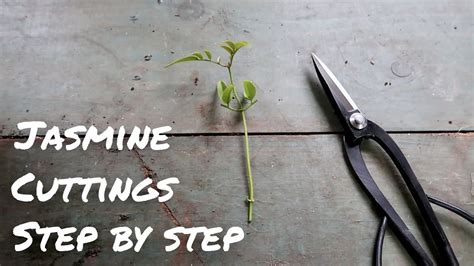 How to propagate white jasmine from cuttings step by step jasminum polyanthum – Artofit