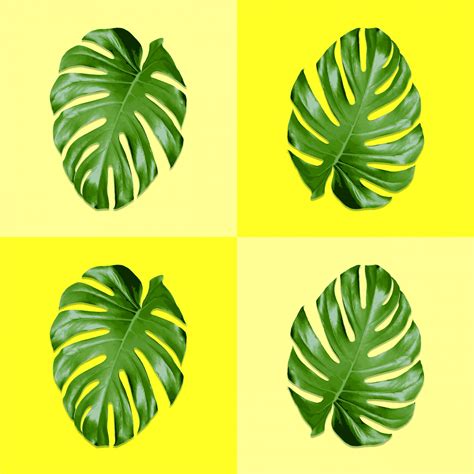 Monstera Leaves Wall Art Free Stock Photo - Public Domain Pictures