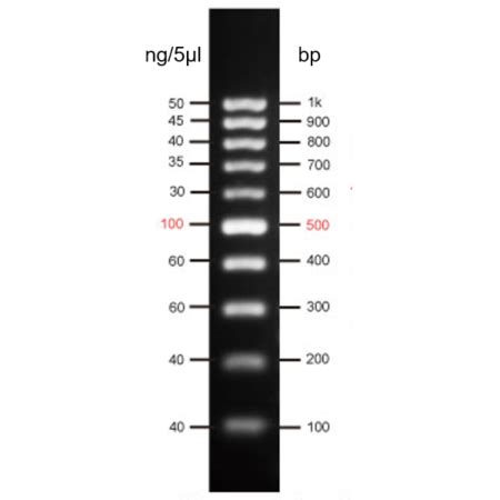 Choosing The Right DNA Ladder – MiniPCR Bio, 55% OFF