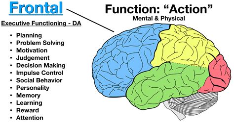 Parts Of The Brain Lobes And Their Functions