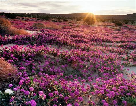 Spectacular 'Super Bloom' Is Just Days Away In This California Desert ...