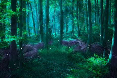 Enchanted Forest Backgrounds Free Download | PixelsTalk.Net