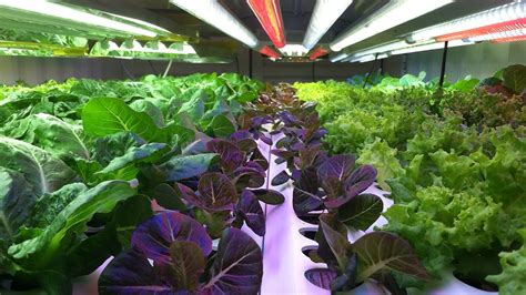 This Company Wants To Grow Your Vegetables In A Warehouse