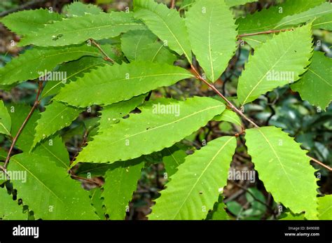 American Chestnut tree leaves Stock Photo - Alamy