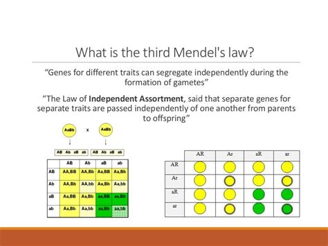 Mendel´s third law; Law of Independent Assortment