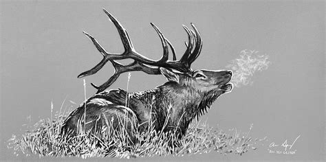 Elk Bugle BW Photograph by Aaron Spong