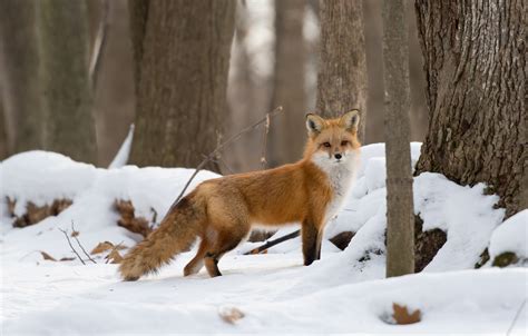 🔥 [10+] Red Winter Forest Wallpapers | WallpaperSafari