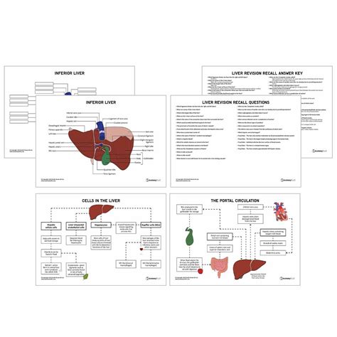 Liver Revision Guide | GI and Hepatic System Anatomy | AnatomyStuff