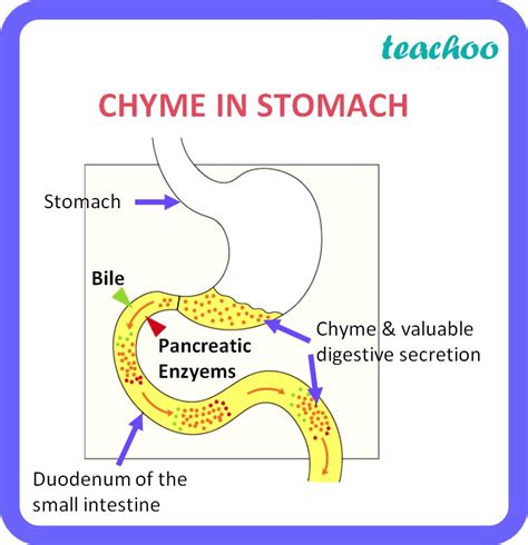 [Biology Class 10] What is chyme? - Life Processes - Teachoo