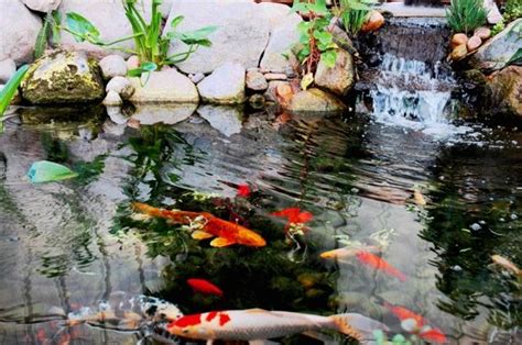 Koi Pond Maintenance. Some Useful Information On Subject