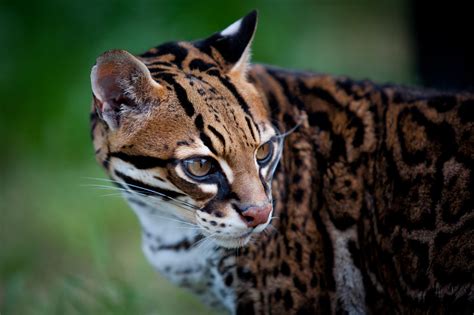 Ocelot Portrait - Closeup of an ocelot. | Animals, Ocelot, Nature animals