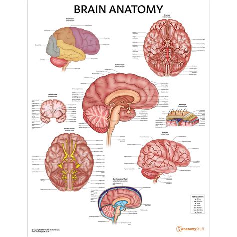 Brain Anatomy Poster | Anatomy of the Brain Chart Neurology