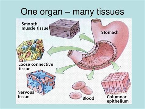 PPT - Human Tissues PowerPoint Presentation, free download - ID:5639739 | Human tissue, Smooth ...