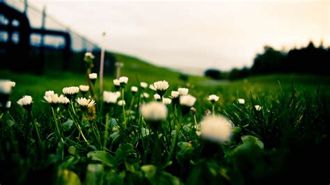 flowers, grass, close-up Wallpaper, HD Flowers 4K Wallpapers, Images ...