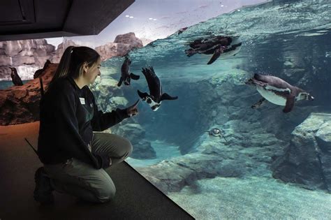 Houston Zoo shows off new Galápagos Island penguin exhibit