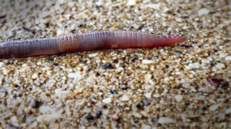 Were U Wondering: Why do worms come out on the sidewalks after it rains? - YouTube