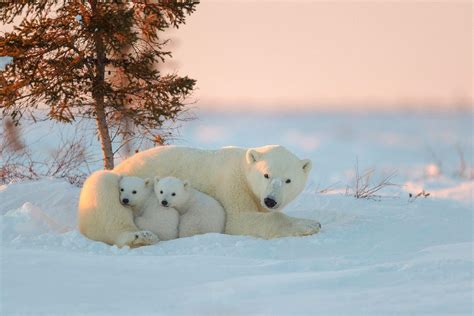 Inspirasi Terbaru 12+ Cute Polar Bear Wallpaper