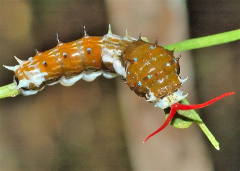 Swallowtails - FAMILY PAPILIONIDAE