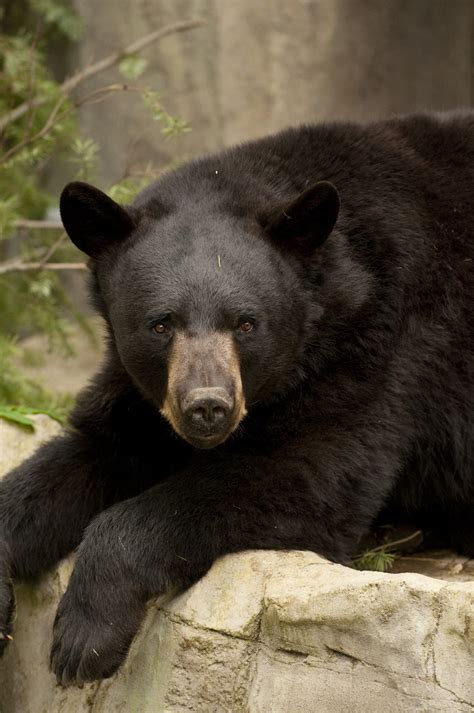 American black bear | Oregon Zoo