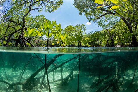 PADI & The Ocean Foundation: Let's Restore Blue Carbon Ecosystems Together