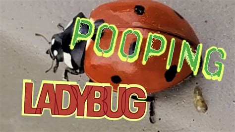 🐞 Ladybug POOPING in slow motion - YouTube