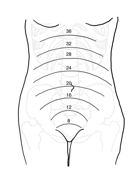 Fundal Height Chart By Week | Hot Sex Picture