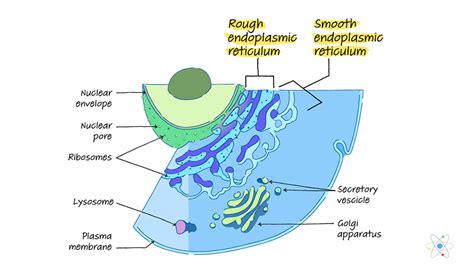 Fajarv: Protein Synthesis Translation Diagram Labeled