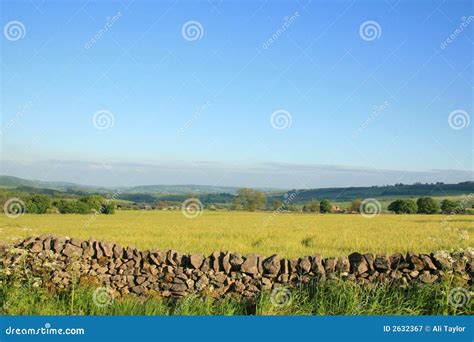 Oil seed stock image. Image of track, landscape, field - 2632367