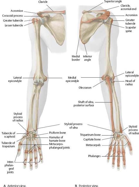 Human Bone Anatomy Arm - Arm Definition Bones Muscles Facts Britannica