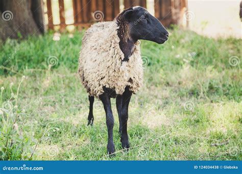 Sheep of Romanov Breed on Green Glade Stock Photo - Image of breeding, brynza: 124034438