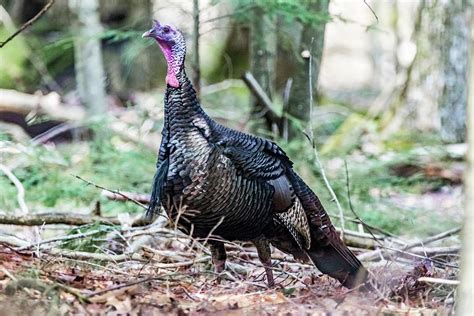 Long beard gobbler Photograph by Ron Suich - Fine Art America