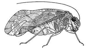 Psocoptera - booklice