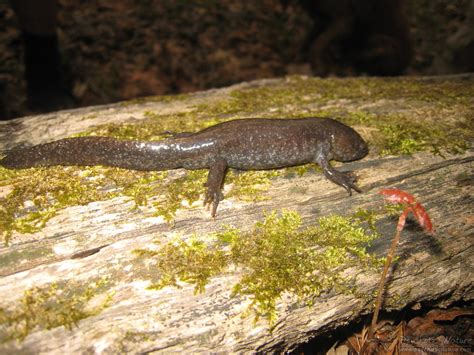 Mole Salamander (Ambystoma talpoideum) - Psychotic Nature