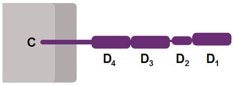 CD4 - wikidoc