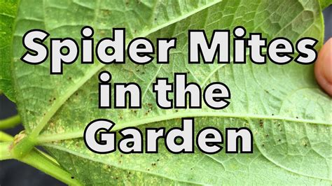 Organic Spider Mite Control in the Vegetable Garden - Gardening Ace