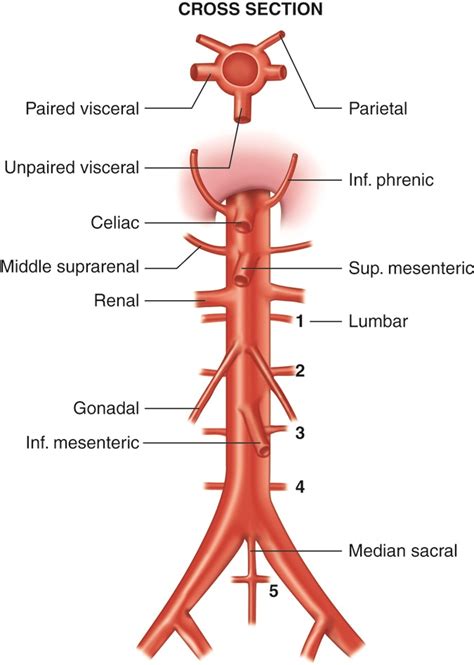 OLI - Drawing Branches of the abdominal aorta - English labels ...