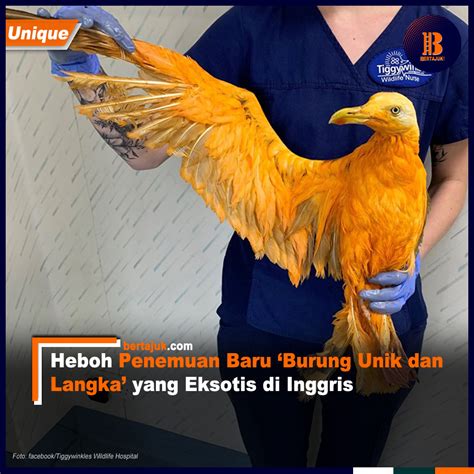 Heboh Penemuan Burung Unik dan Langka yang Eksotis di Inggris ~ Bertajuk.com