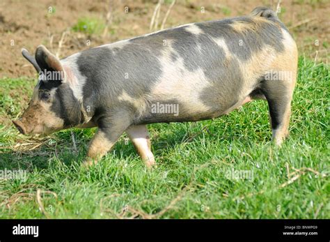 England, Lincolnshire, Cross bred Black Spotted Pig on a farm Stock ...