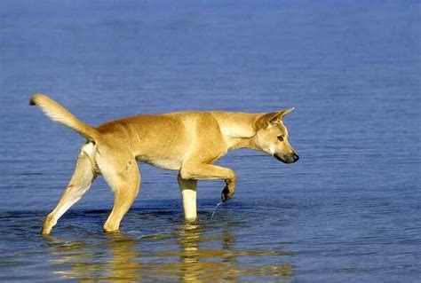 Dingo Hunting in water Southern New South Wales Australia