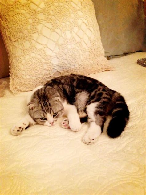 Her cat- Meredith - Taylor Swift Photo (35552395) - Fanpop